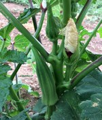 تصویر بذر بامیه Abelmoschus esculentus 