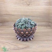 تصویر گیاه دارویی مریم گلی سید عطار 