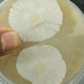 تصویر پلیت قارچ یال شیر یا هریسیوم Lions mane mushroom strain 