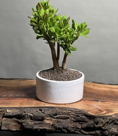 تصویر گیاه بنسای کراسولا یشم 