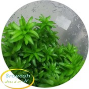 تصویر تونینا فلوویاتیلیس Tonina fluviatilis 