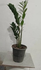 تصویر گیاه زاموفیلیا سبز سایز ۱۷ 