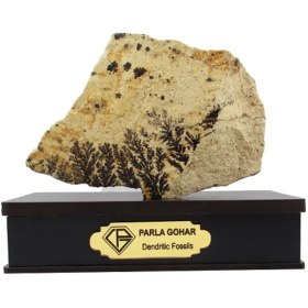 تصویر سنگ شجر فسیلی (دندریتی ) کد 2356 