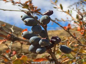 تصویر زرشک سیاه آبگیری 