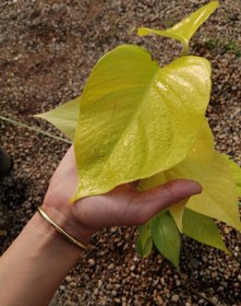 تصویر گیاه پتوس برگ پهن Epipremnum aureum