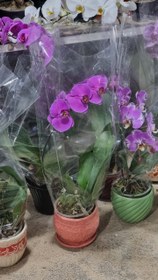 تصویر ارکیده 