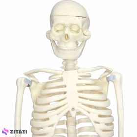 تصویر بازی آموزشی مولاژ اسکلت بدن انسان مدل Skeleton85 