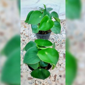 تصویر گیاه پپرومیا قاشقی 