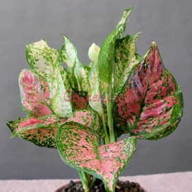 تصویر آگلونما قرمز 