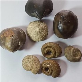 تصویر فسیل زیبا کلکسیونی 