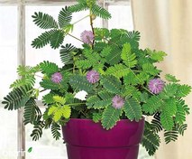 تصویر بذر گل قهر و آشتی ۱۵ عدد 