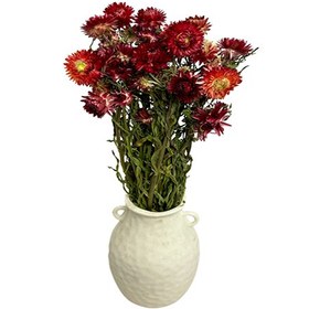 تصویر گل خشک مینا 