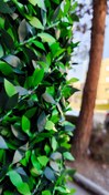 تصویر گرین وال فنسی با طراحی مدرن Green Wall Fancy