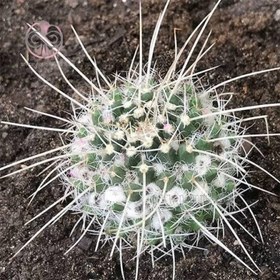 تصویر بذر کاکتوس مامیلاریا نجاپنسیس 10 عددی 