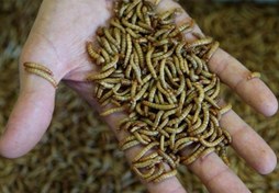 تصویر میلورم زنده (معمولی) (( خرید مستقیم از تولید کننده)) ا Mealworm Mealworm