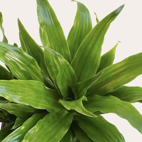 تصویر کامپکت 