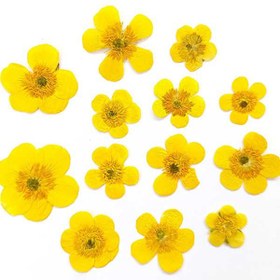 تصویر گل خشک آلاله صحرایی بسته 10 عددی 