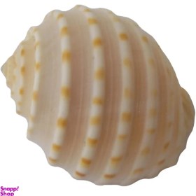 تصویر صدف تزئینی مدل RS494 