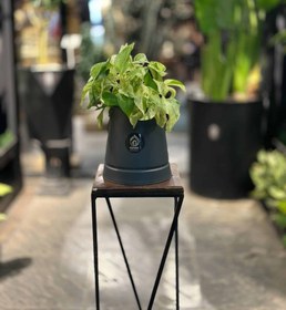 تصویر سایت گیاه پتوس مرمری 