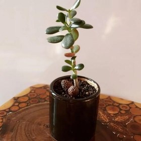 تصویر خرید گل کراسولا 7085 