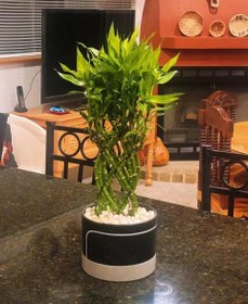 تصویر گیاه بامبو زینتی 