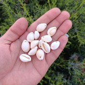 تصویر صدف گور سوراخ شده (یک سوراخ) 