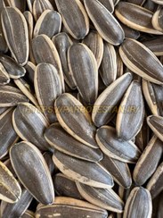 تصویر تخمه طوطی دور سفید 