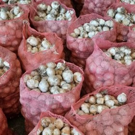 تصویر موسیر کوهی همدان کیلویی و تناژ 