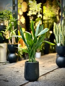 تصویر گیاه برگ عبایی با گلدان سفالی 