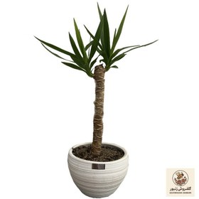 تصویر گیاه طبیعی یوکا تافکو مدل 8000 | کد: ZNB-AUM 