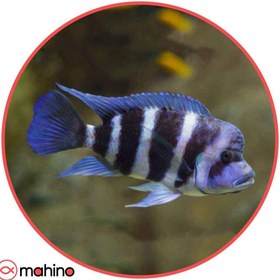 تصویر ماهی سیچیلاید فرانتوزا - 4 تا 5 سانتی متر 