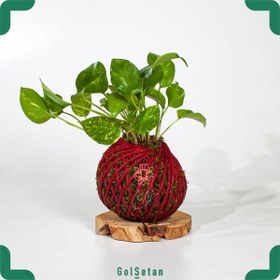 تصویر گیاه کوکداما پوتوس بافت قرمز 