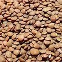 تصویر عدس ریز فله مقدار 500 گرم 