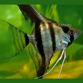 تصویر آنجل تایگر 8 سانت 