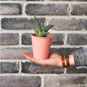 تصویر آلوئه واریگاتا 