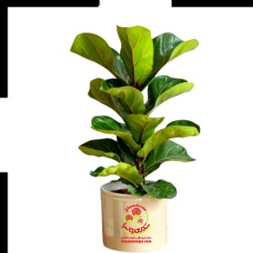 تصویر فیکوس لیراتا (آفریقایی) Fiddle Leaf Fig