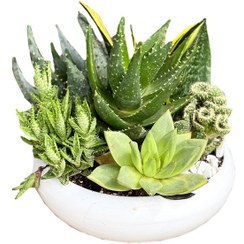 تصویر مجموعه کاکتوس و ساکولنت شماره 1 