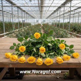 تصویر گل رز هلندی زرد 