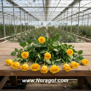 تصویر فروشگاه گلفروشی نورا