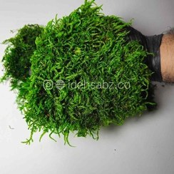 تصویر خزه شیت {شیت ماس} 