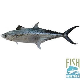 تصویر ماهی قباد کامل 