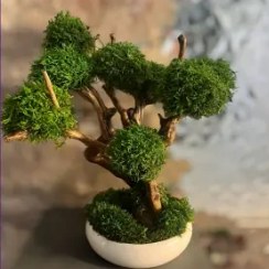 تصویر درخت جاویدان (8) 