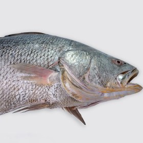 تصویر میش ماهی 