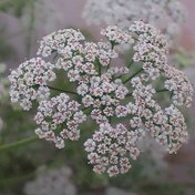 تصویر بذر زنیان 