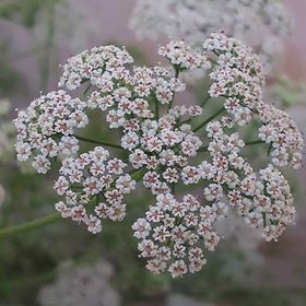 تصویر بذر زنیان 