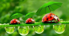 تصویر پرورش کفشدوزک شته خوار 