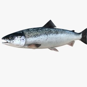 تصویر ماهی سالمون تازه نروژی 