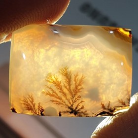 تصویر شجر قائن 