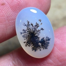 تصویر شجر قائن سوزنی. 