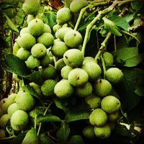 تصویر گردو اسرائیلی 